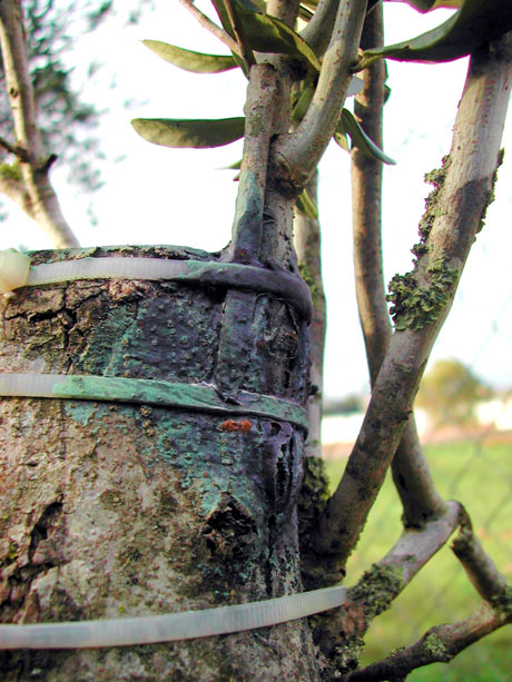 olive tree