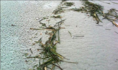 seagrass