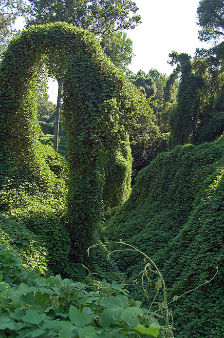 kudzu