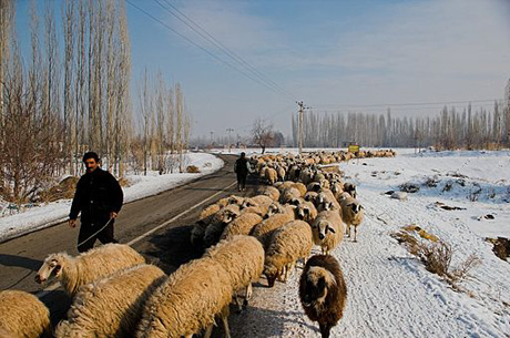shepherds in iran
